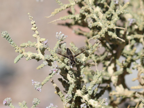 Macrocondyla canescens