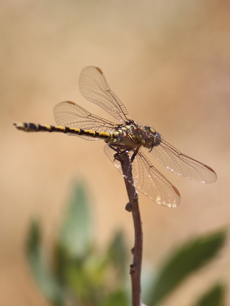 Progomphus herrerae