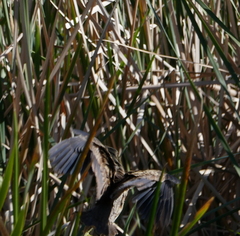 Botaurinae