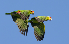 Red-Lored Amazon photo 2