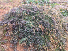 Lampranthus spectabilis