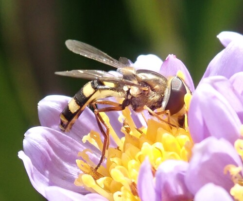 Unknown species found near Chicago Botanic Garden, 1000 Lake Cook Rd, Glencoe, IL 60022, USA