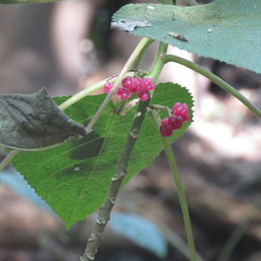 Dendrocnide moroides