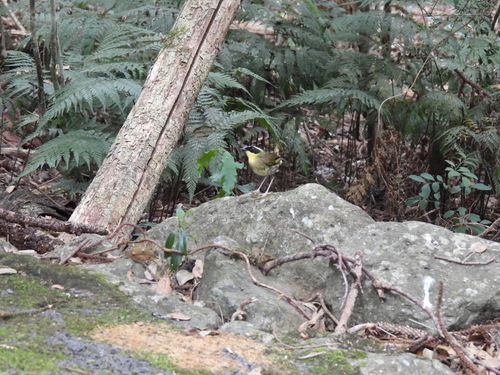 Yellow-throated Scrubwren (Neosericornis citreogularis), photo 5