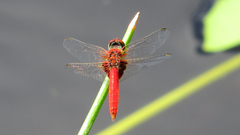 Aethriamanta circumsignata