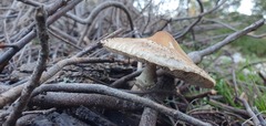 Lepiota ignivolvata