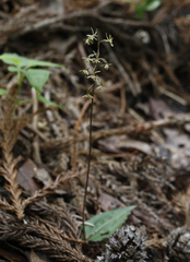 Tipularia japonica