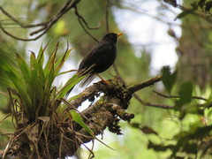 Turdus infuscatus