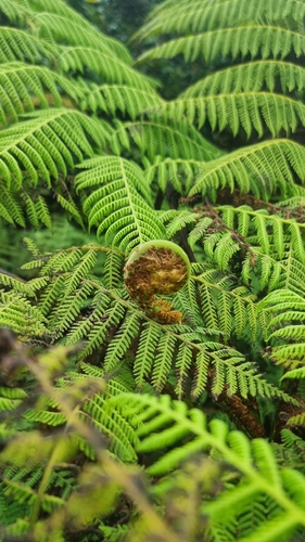 Cyathea robertsiana observed 2025-10-28