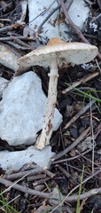 Lepiota ignivolvata