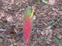 Tillandsia lampropoda