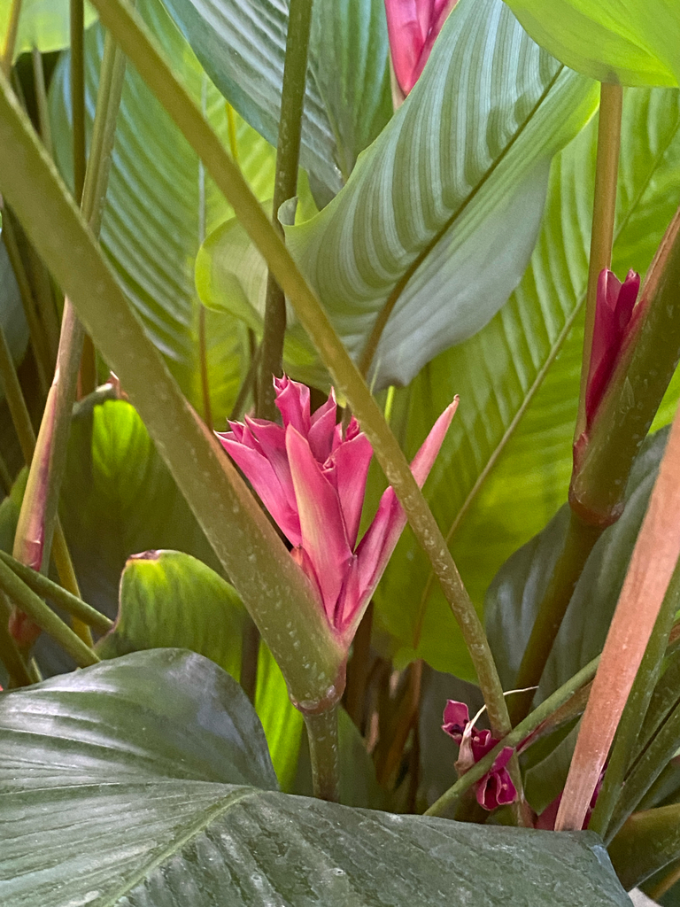 Marantochloa conferta