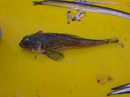 Humped rockcod (Gobionotothen gibberifrons) — Nototheniidae — 2