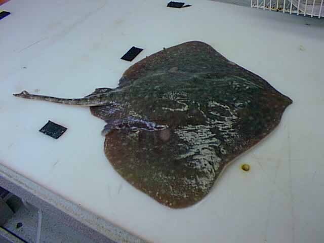 McCain's skate (Bathyraja maccaini) — Arhynchobatidae