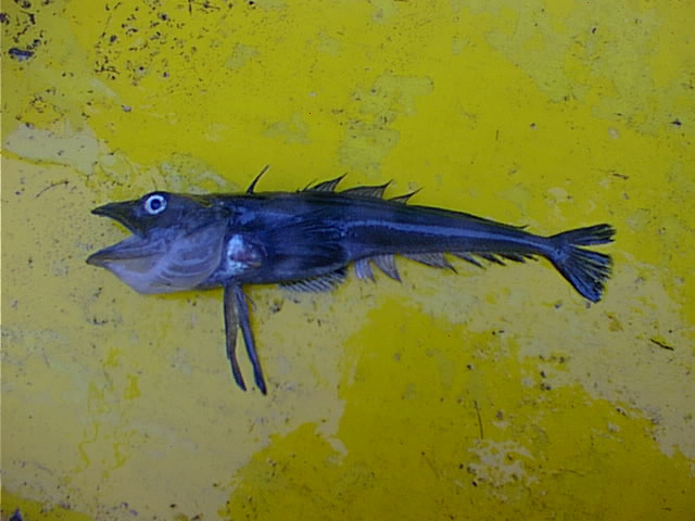 Chionobathyscus