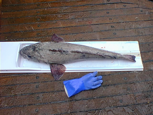 Antarctic toothfish (Dissostichus mawsoni) — Nototheniidae