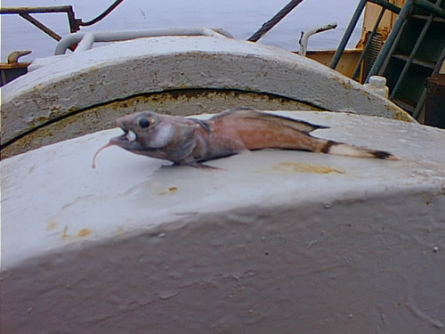 Dolloidraco longedorsalis