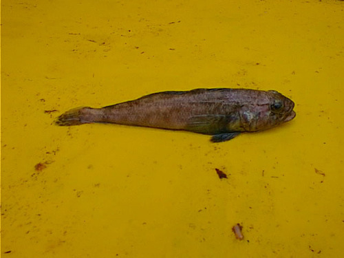 Gray rockcod (Lepidonotothen squamifrons) — Nototheniidae — 3