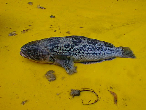 Marbled rockcod (Notothenia rossii) — Nototheniidae — 5