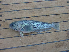 Marbled Rockcod photo 2