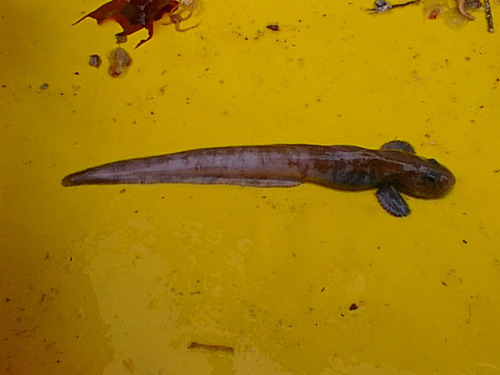 Antarctic eelpout (Ophthalmolycus amberensis) — Zoarcidae