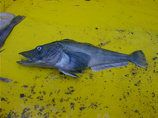 South Georgia Icefishes