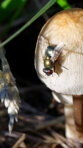 Unknown species found near Antelope Island, Utah, USA