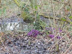 Lathraea clandestina