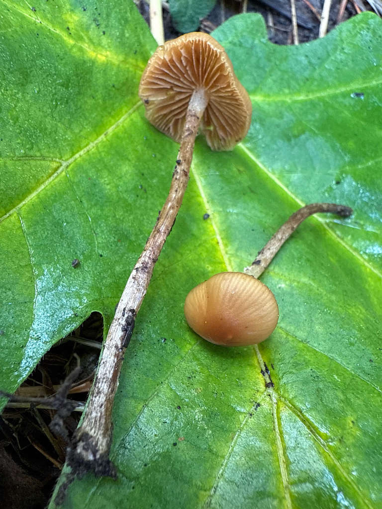 Pholiotina sp. 'PNW11'