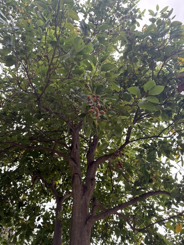 Sapindus oahuensis observed 2025-10-27