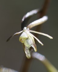 Tipularia japonica
