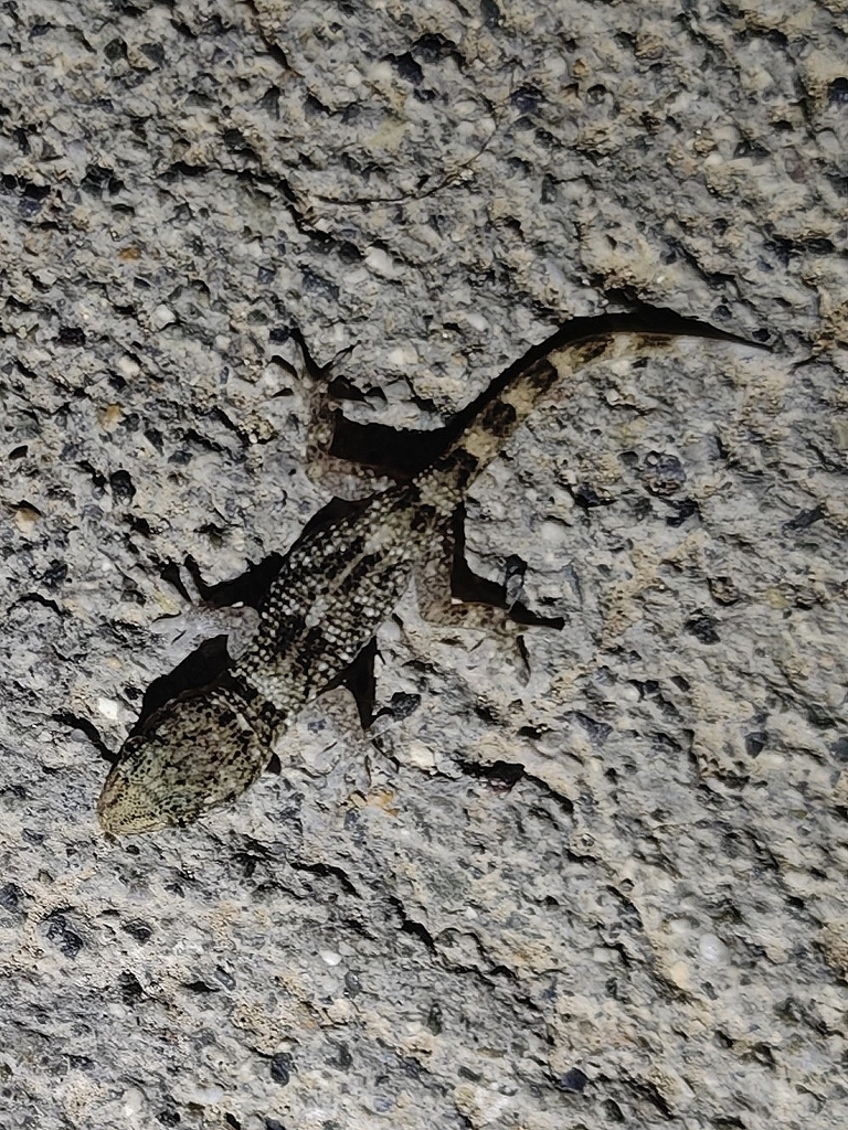 Boettger's Wall Gecko