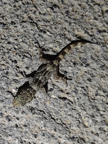Boettger's Wall Gecko