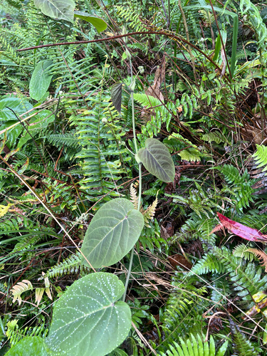 Passiflora ligularis observed 2025-10-27