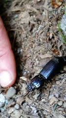 Odontotaenius