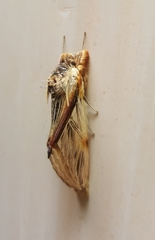 Trichomaplata vittata