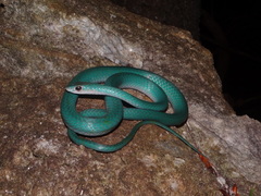 Usambara Green Snake photo 3