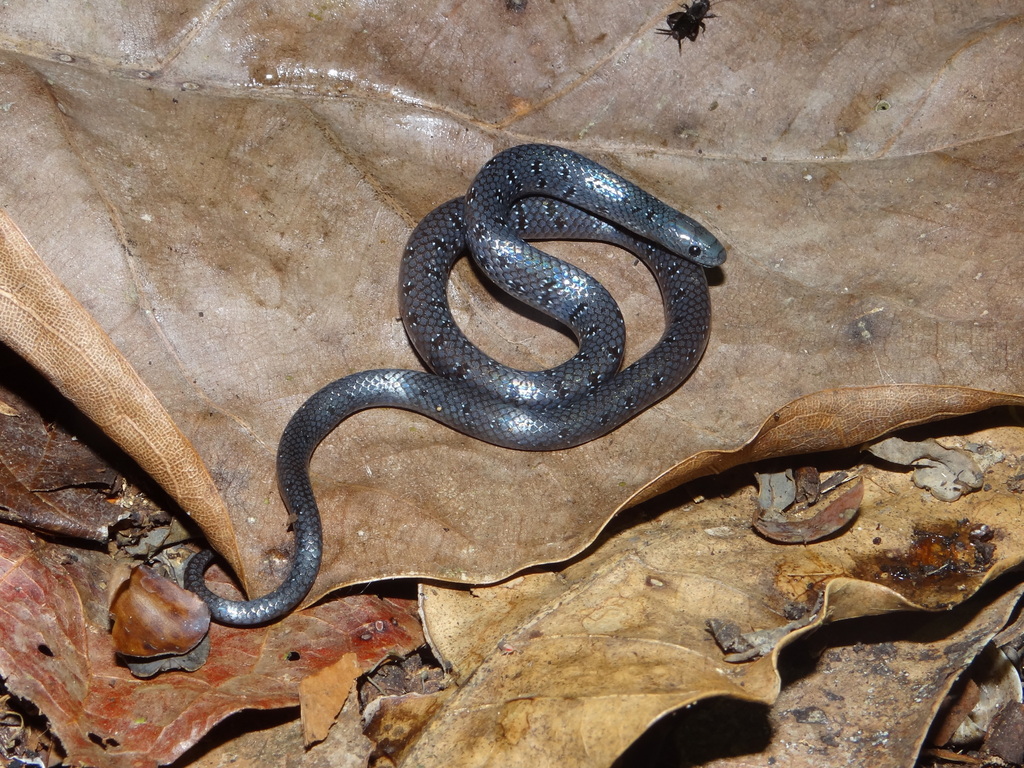 Banded Shovel-Snout