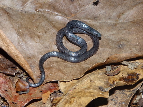 Banded shovel-snout