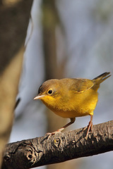 Southern Yellowthroat photo 5