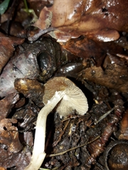 Psathyrella spadiceogrisea