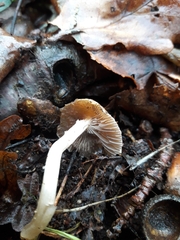 Psathyrella spadiceogrisea