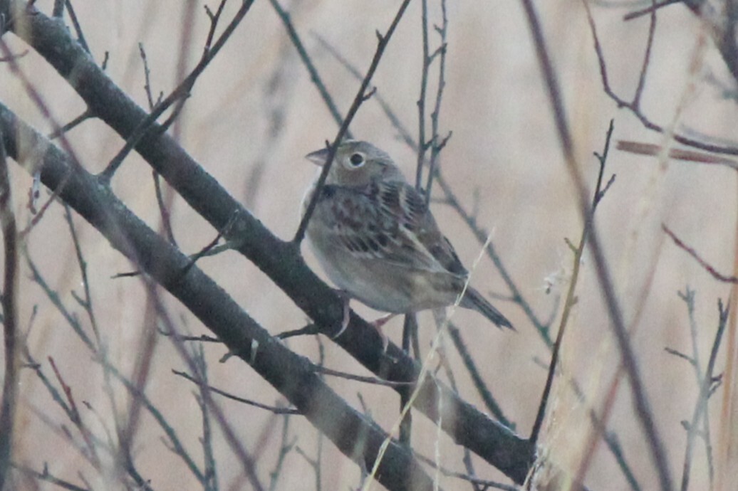 Ammodramus savannarum (J.F.Gmelin, 1789)