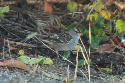 White-crowned Sparrow photographed in Virginia