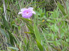 Sobralia decora