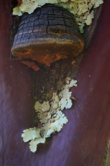 Phellinus arctostaphyli