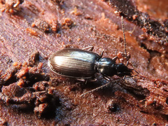 Agonum micans