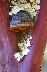 Phellinus arctostaphyli