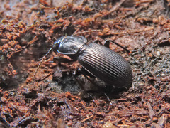 Pterostichus aethiops
