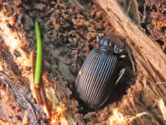 Pterostichus aethiops